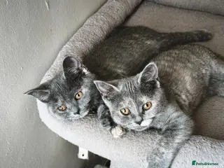 British Shorthair cats Stunning Rare Colours British Shorthair Kittens - Advert 15