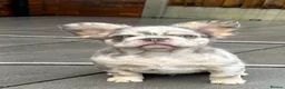 French Bulldog dogs for sale: Fluffy French bulldogs  ** s carrying pink - Advert 10