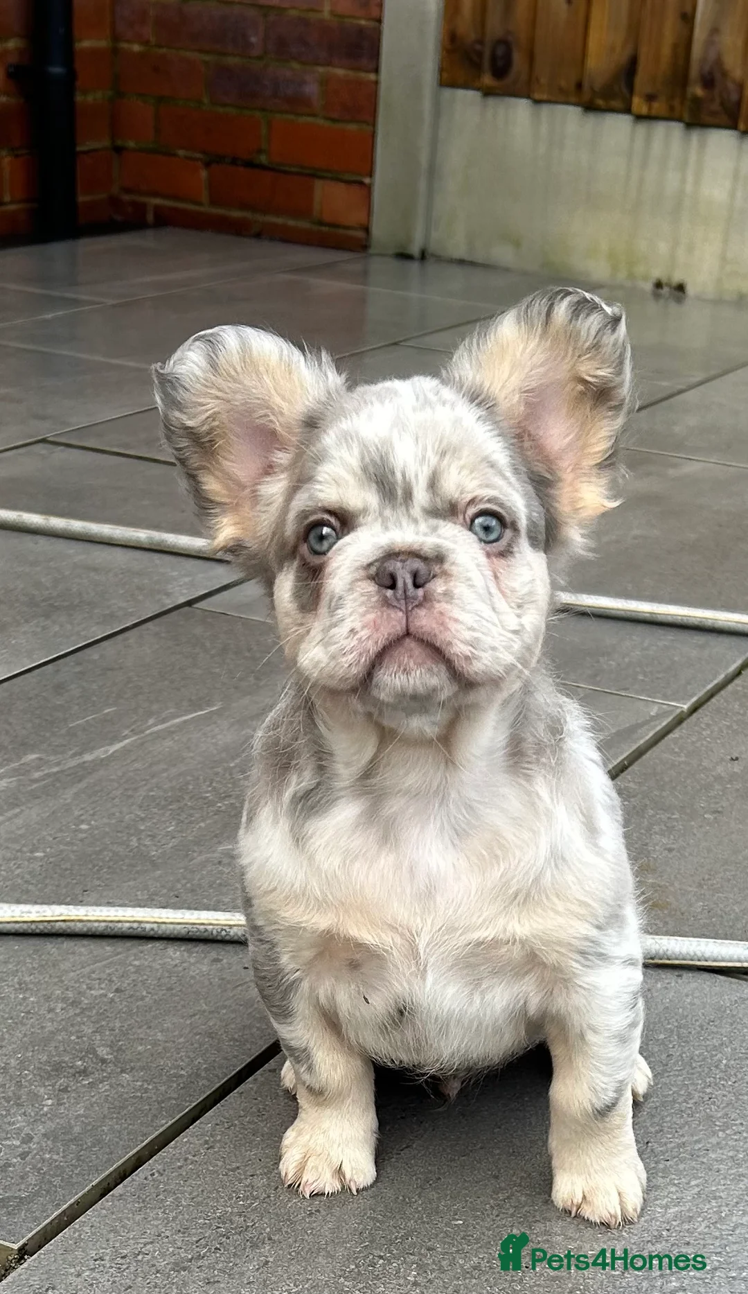 French Bulldog dogs for sale: Fluffy French bulldogs  ** s carrying pink - Advert 10