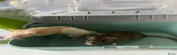 Rat rodents for sale: 2 male rats and cage and accessories for sale in Bridgnorth - Advert 1