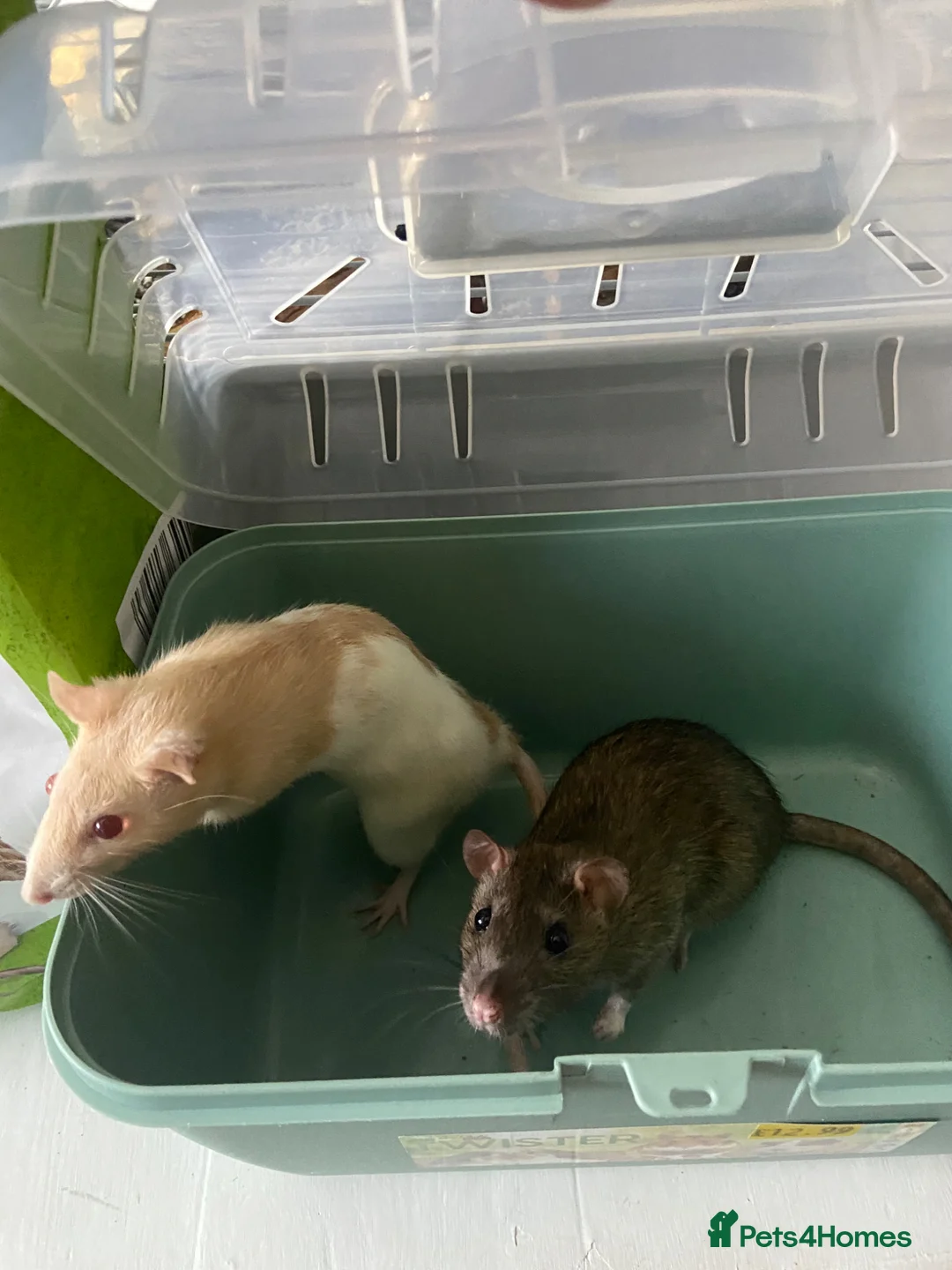 Rat rodents for sale: 2 male rats and cage and accessories for sale in Bridgnorth - Advert 1
