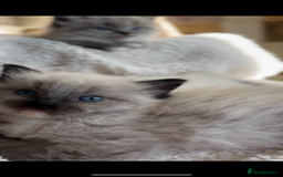 Ragdoll cats for sale: 🌟TICA🌟Champion Ragdoll🏆🏆🏆 - Image 11