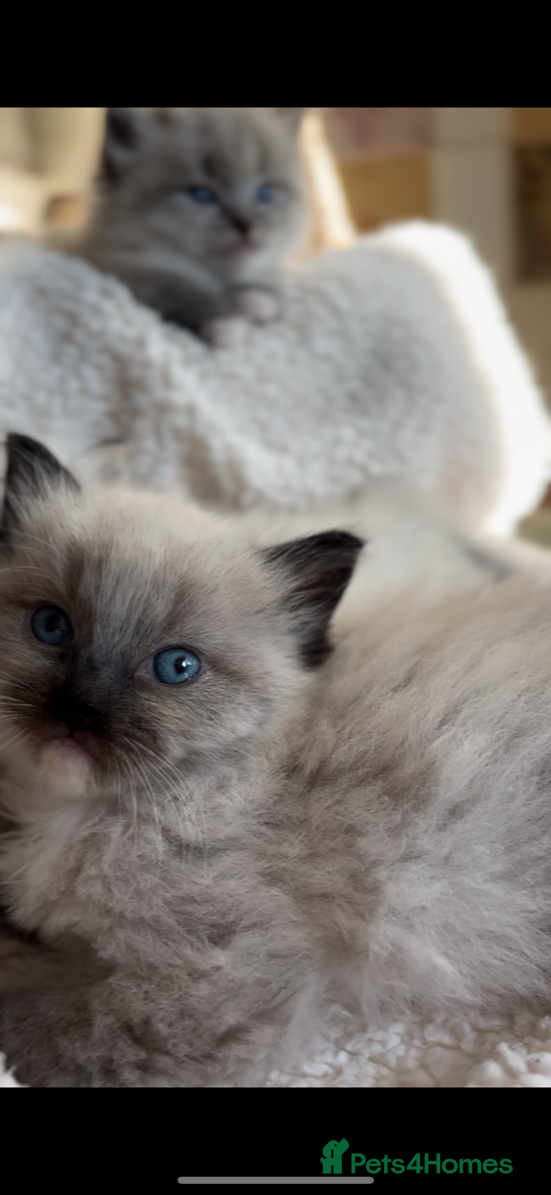 Ragdoll cats for sale: 🌟TICA🌟Champion Ragdoll🏆🏆🏆 - Image 11