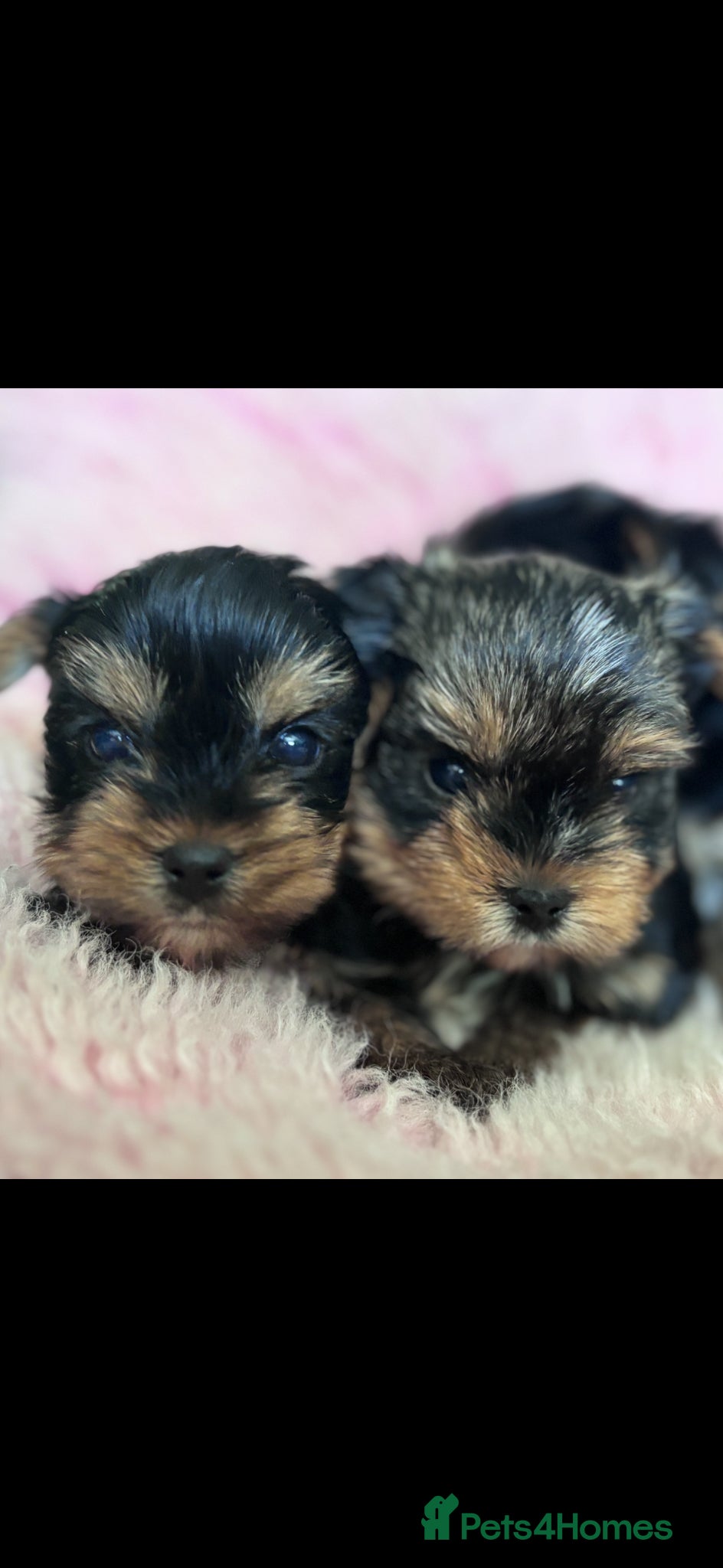 Yorkshire Terrier dogs ONLY MALES- Purebred Yorkshire Terriers - Advert 6