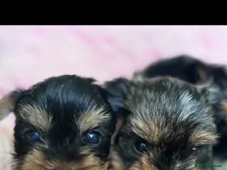 Yorkshire Terrier dogs ONLY MALES- Purebred Yorkshire Terriers - Advert 8