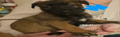Belgian Shepherd Dog Puppy 4