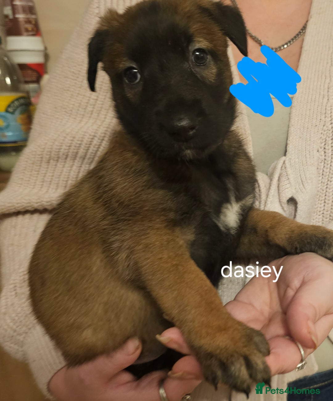 Belgian Shepherd Dog dogs for sale: Belgian malinois puppies 5 weeks - Advert 5