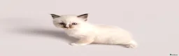 Ragdoll cats for sale: Beautiful Pedigree Ragdoll Kittens  - Advert 15