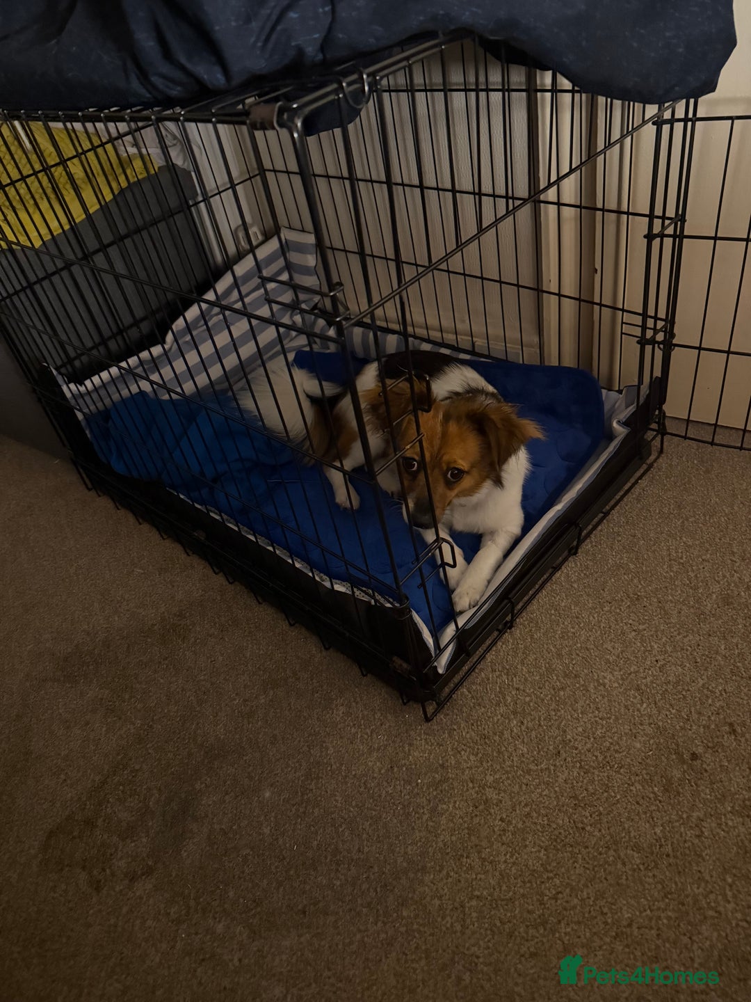 Mixed Breed dogs for sale: Pip - gorgeous 15 month old Pom Jack - Advert 9