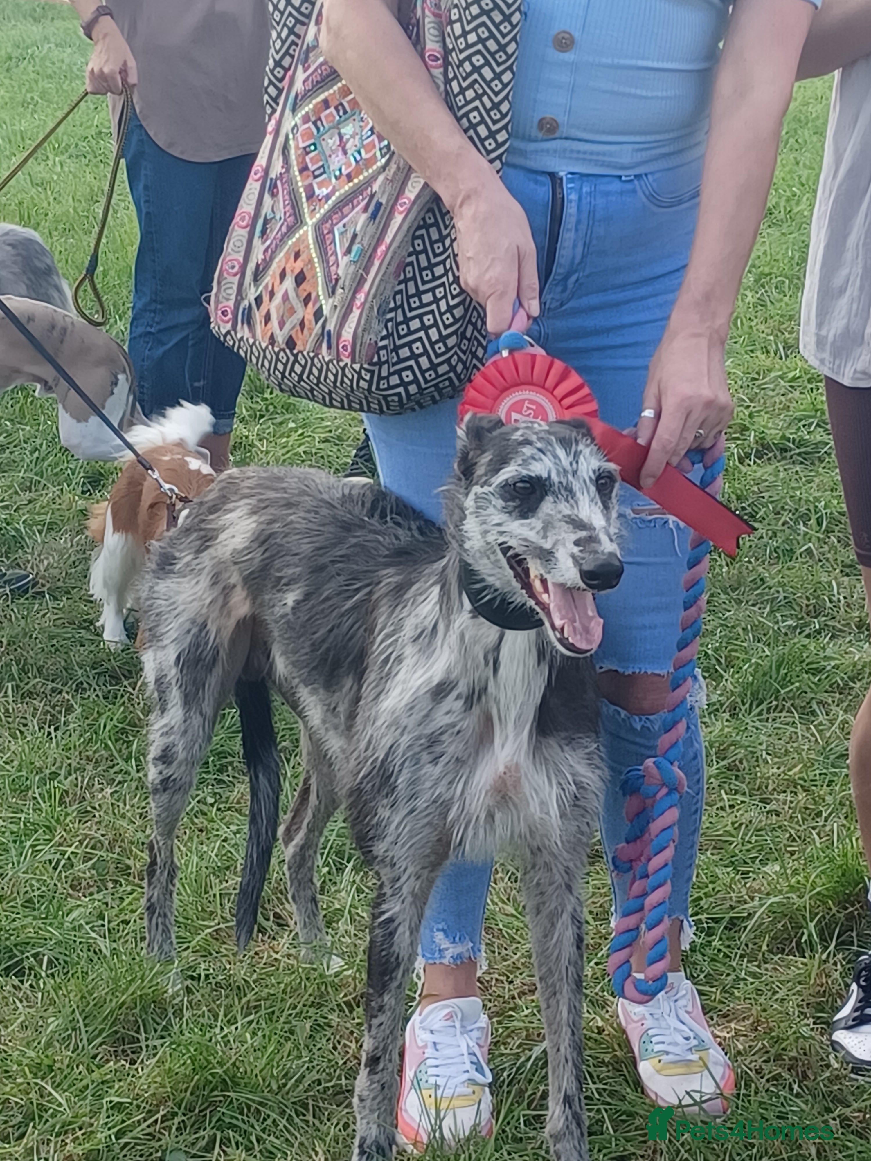 Deerhound dogs Deerhound X Lurcher for STUD in Westbury - Advert 1
