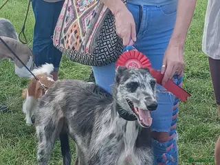 Deerhound dogs Deerhound X Lurcher for STUD - Advert 1
