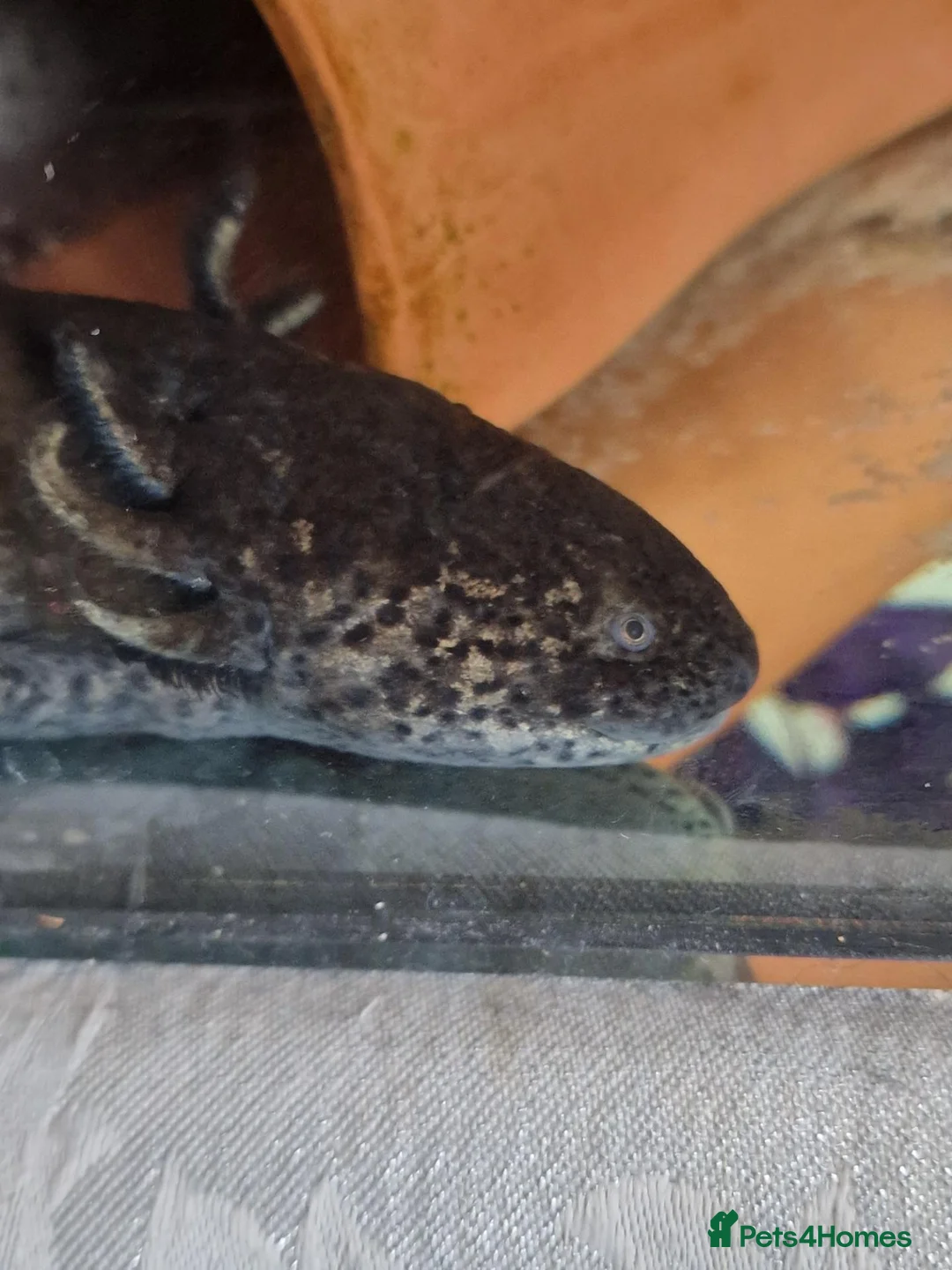 Axolotl reptiles for sale: Male and female axolotl for sale. in Lowestoft - Advert 5