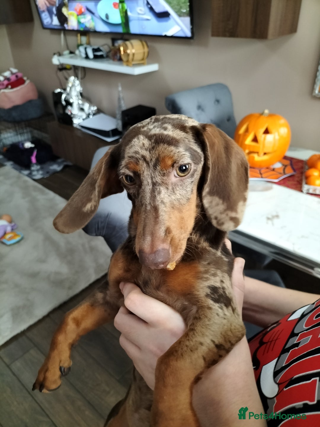 Dachshund dogs for sale: BL12XB  - Image 2