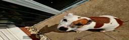 Mixed Breed dogs for stud: Introducing patch  in Redditch - Advert 5
