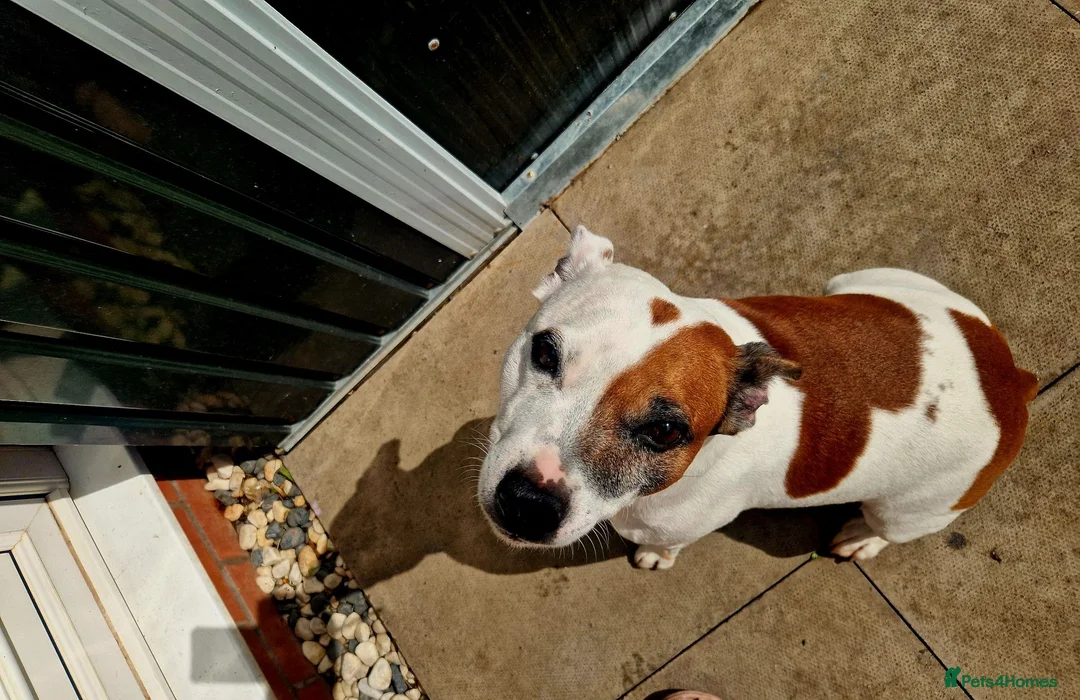 Mixed Breed dogs for stud: Introducing patch  in Redditch - Advert 5