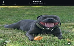 Staffordshire Bull Terrier dogs for stud: PROVEN Staffordshire bull terrier stud  - Image 5
