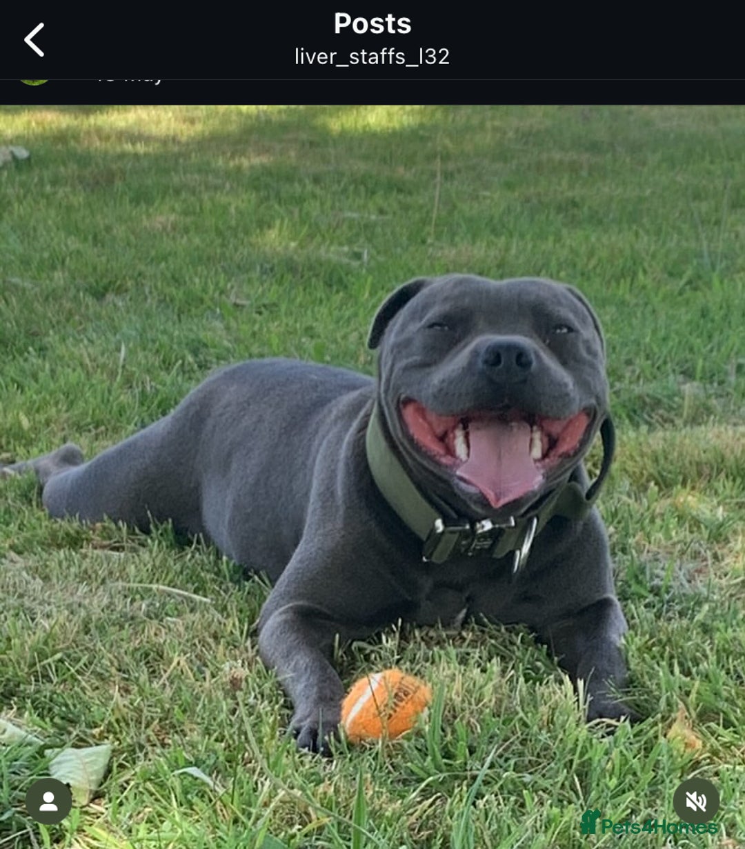 Staffordshire Bull Terrier dogs for stud: PROVEN Staffordshire bull terrier stud  - Image 5
