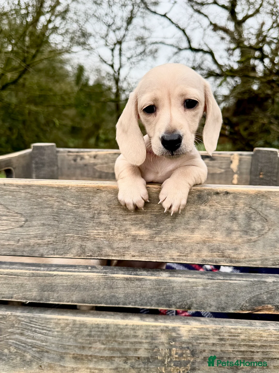 Miniature Dachshund dogs for sale: Cream miniature dachshunds-Petal’s Perfect Puppies - Advert 1