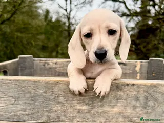 Miniature Dachshund dogs Cream miniature dachshunds-Petal’s Perfect Puppies - Advert 5