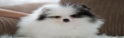 Pomeranian dogs for sale: Cute puppies  - Advert 18