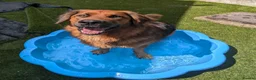 German Shepherd dogs for adoption: Harley is looking for a new forever home  in Castleford - Advert 16