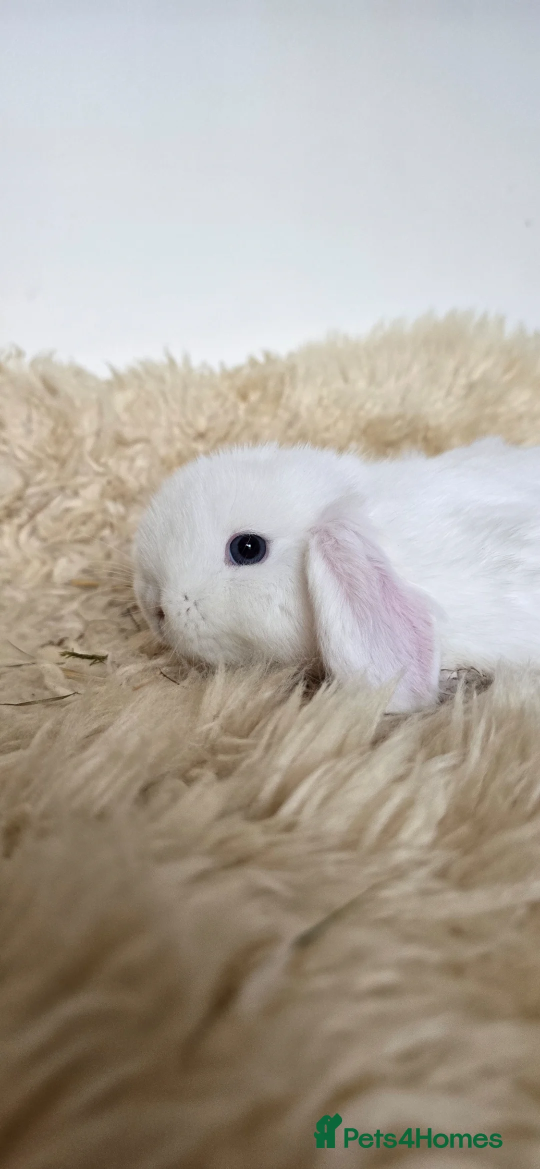 Mini Lop rabbits for sale: Mini lop bunnies for sale  - Advert 2