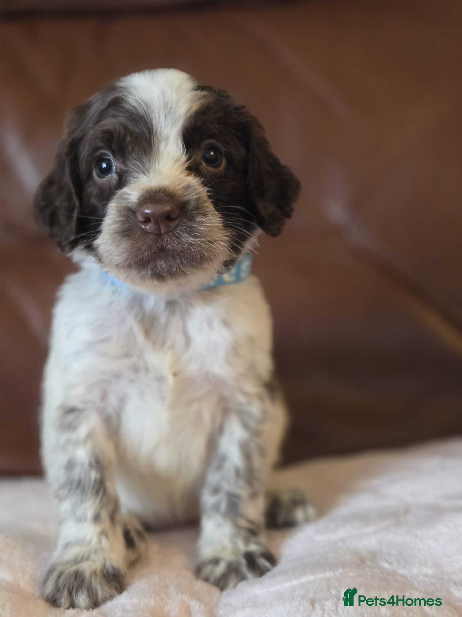 Cocker Spaniel dogs Stunning Cocker spaniel  - Advert 1