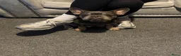 French Bulldog dogs for sale: Fluffy  **  French Bulldogs Puppy - Advert 9