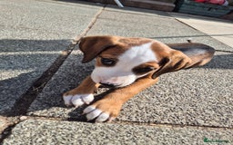 Mixed Breed dogs for sale: Mixed breed - Image 7