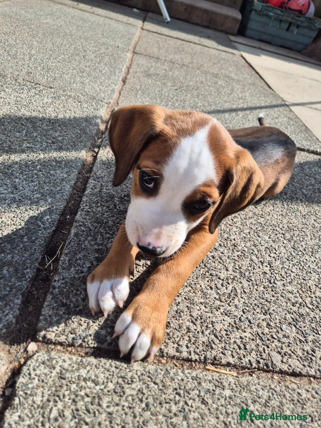 Mixed Breed dogs for sale: Mixed breed - Image 7
