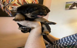 Mixed Breed dogs for sale: Boarder Rottie puppies  - Image 13