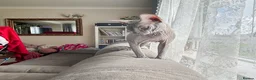 Sphynx cats for sale: Exceptionally Friendly Blue-Cream Sphynx Boy - Advert 3