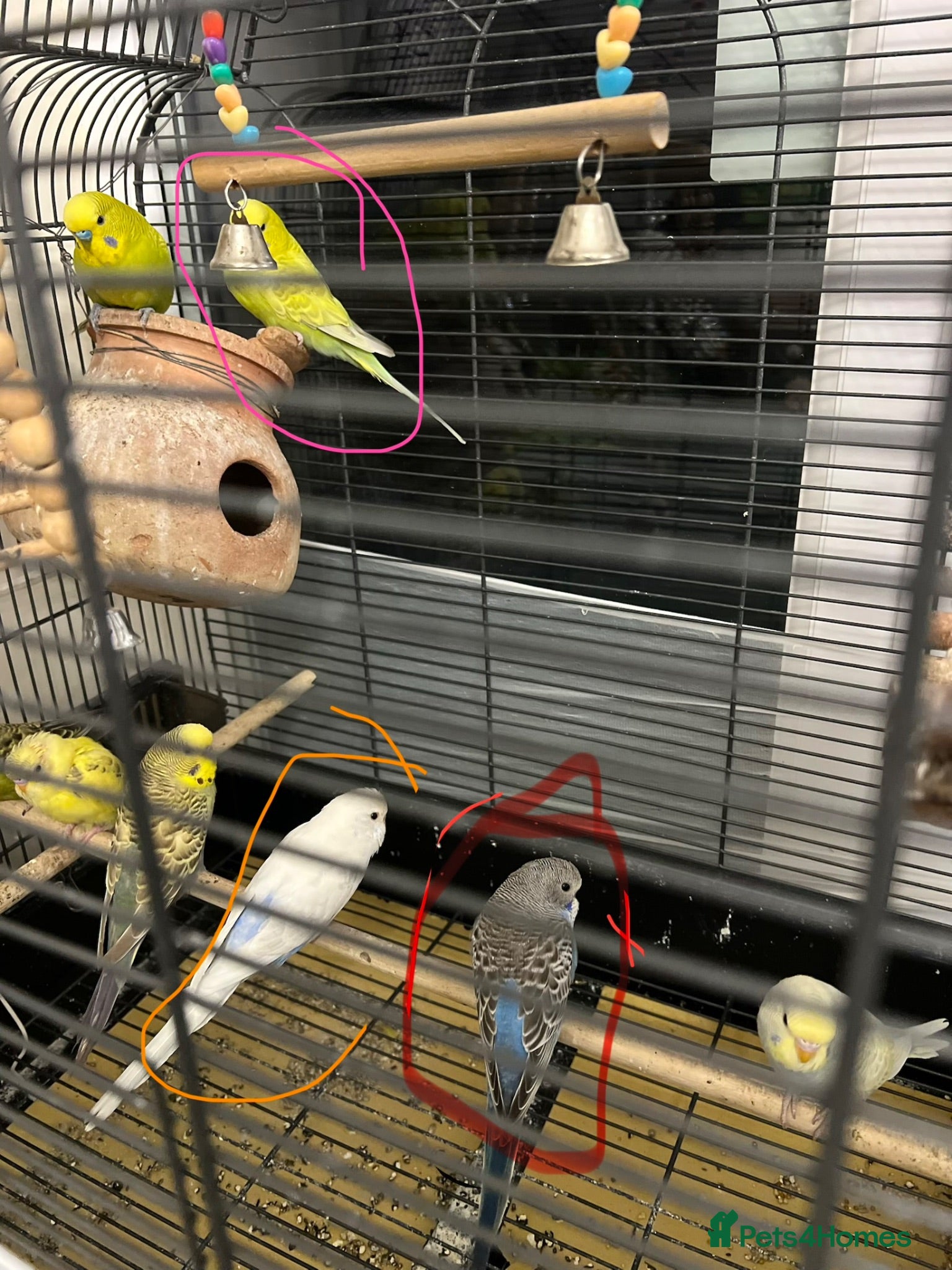 Budgerigars birds 4 Younghealthy budgies for sale - Advert 2