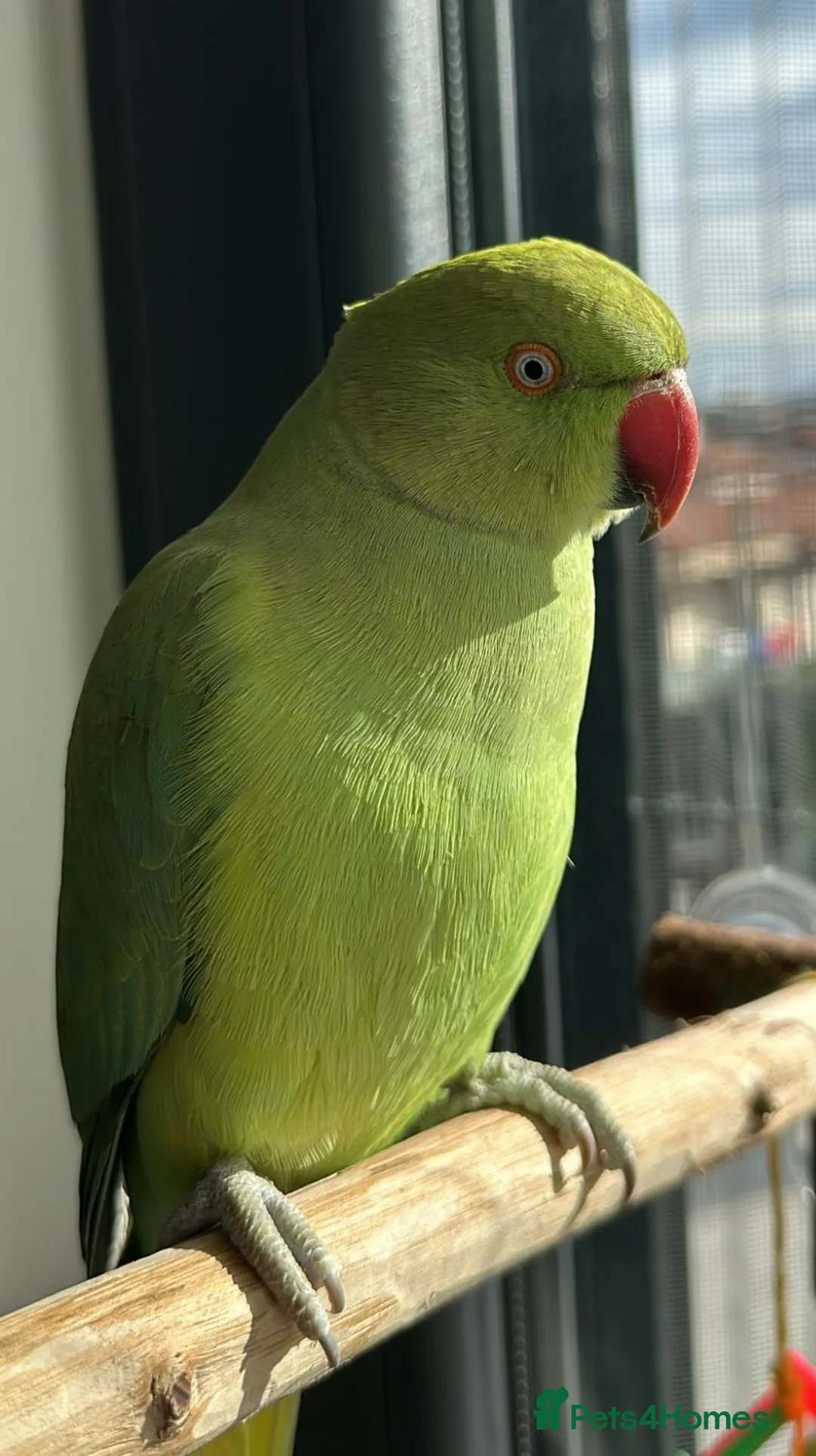 Ringnecks birds for sale: Male Indian ringneck parrot in Norwich - Advert 1
