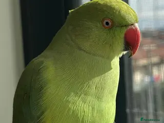 Ringnecks birds Male Indian ringneck parrot - Advert 2