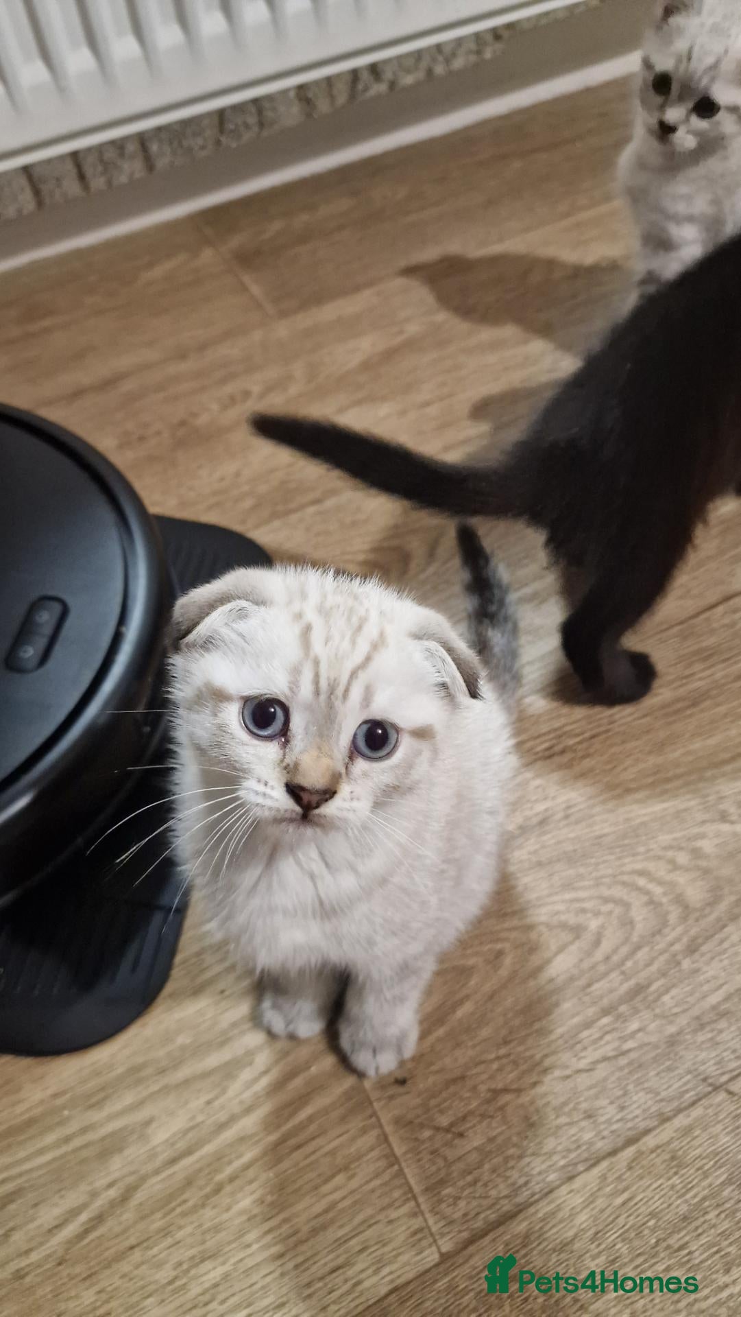 Scottish Fold cats 🐾Cute🐱 Scottish fold and Scottish straight🐱🐾 - Advert 2
