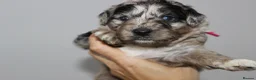 Australian Shepherd dogs for sale: Aussiedoodle puppies F1 health tested parents  - Advert 17