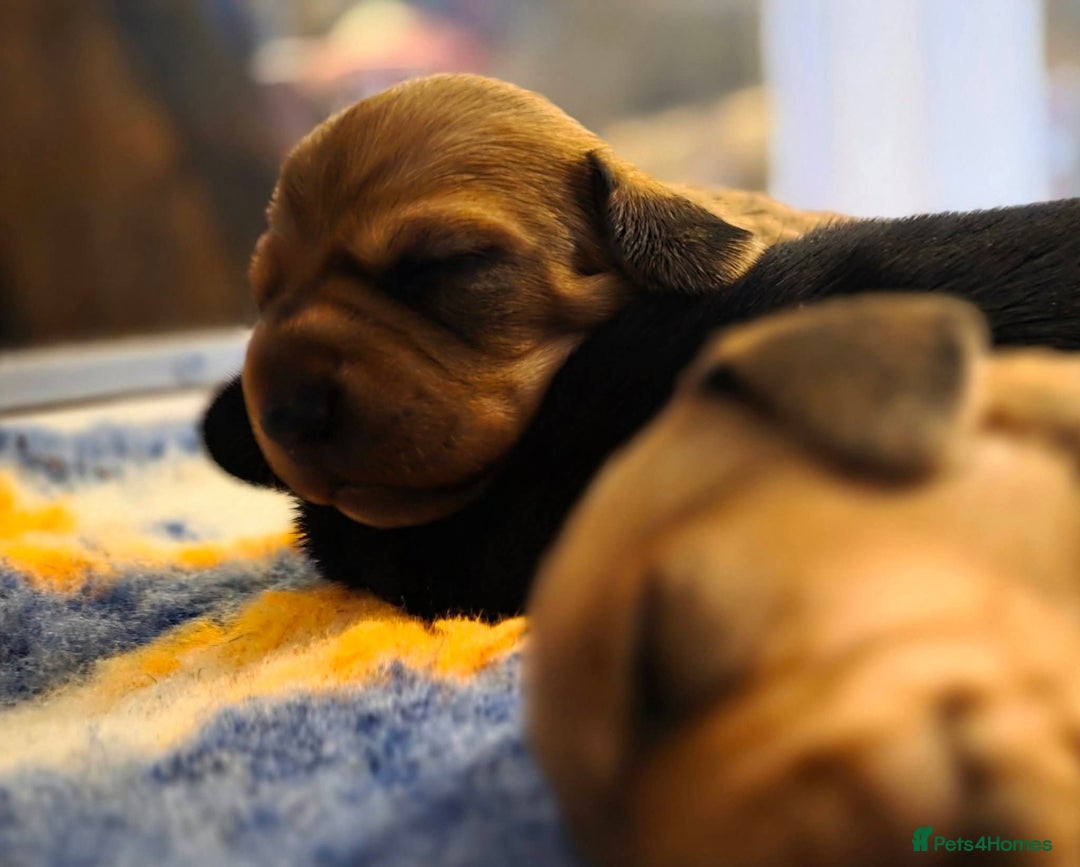 Miniature Dachshund dogs for sale: Kc registered minature Dachshunds - Advert 11