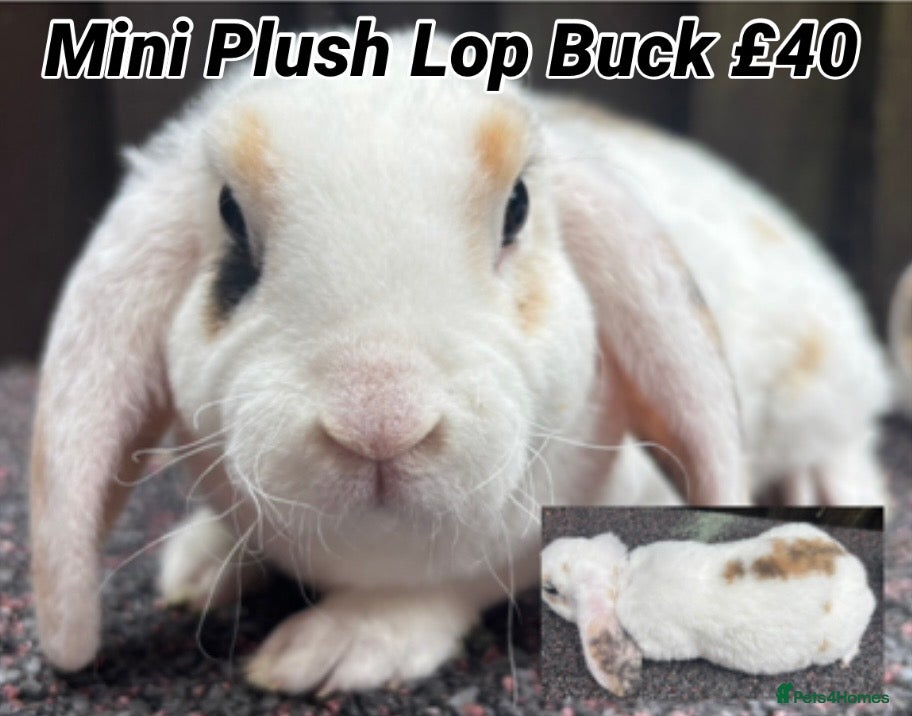 Mini Lop rabbits Mini Plush Lops. Hypoallergenic Fur. - Advert 8