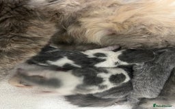 British Shorthair cats for sale: 2 Stunning British Shorthair Kittens  - Image 4