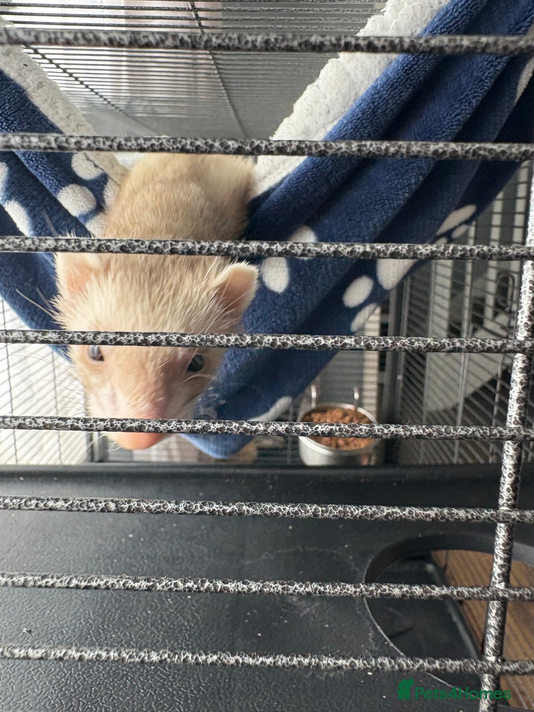 Ferret rodents for sale: 2 girl ferrets  - Image 3