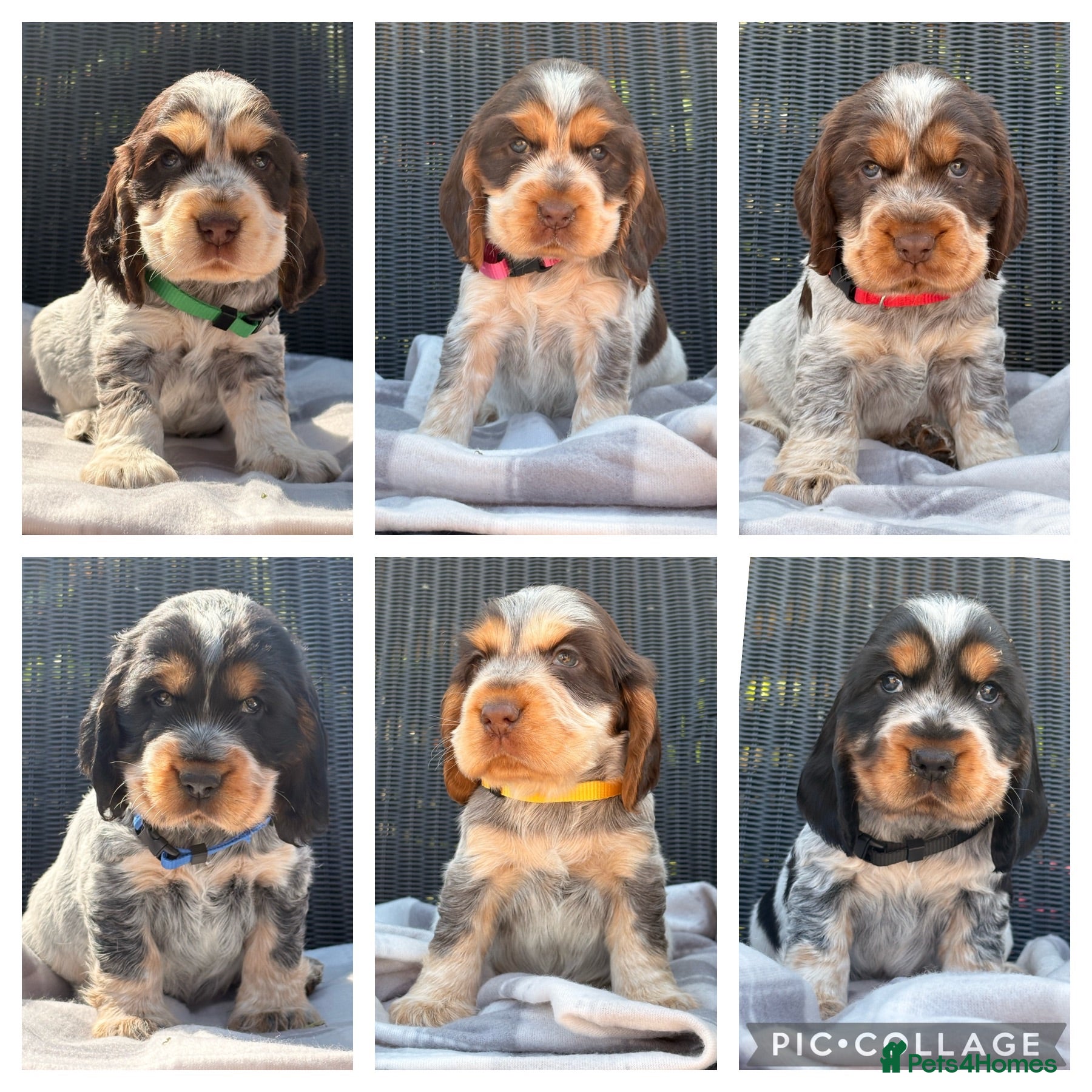 Cocker Spaniel dogs KC Registered Show Type Cocker Spaniel DNA Tested - Advert 2