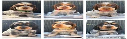 Cocker Spaniel dogs for sale: KC Registered Show Type Cocker Spaniel DNA Tested - Advert 2