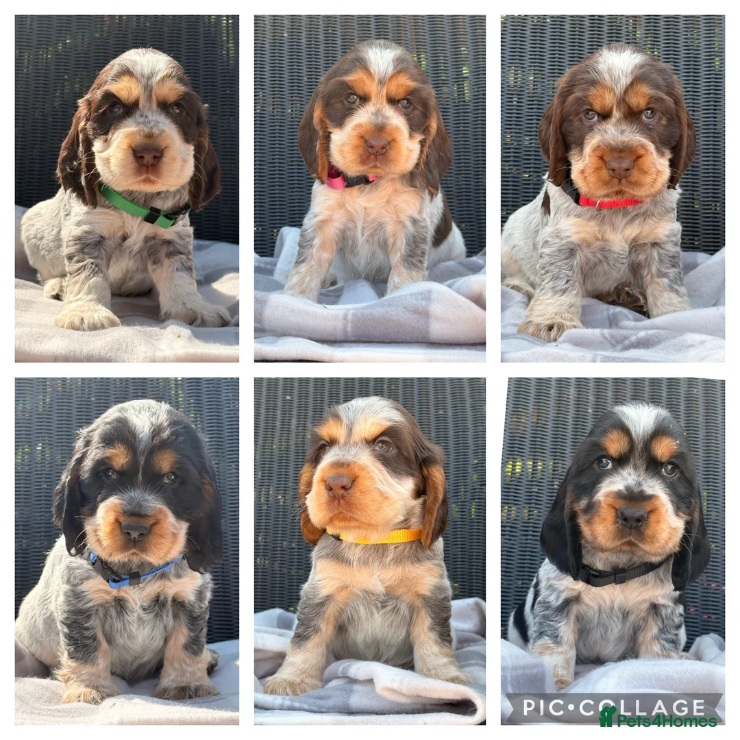 Cocker Spaniel dogs for sale: KC Registered Show Type Cocker Spaniel DNA Tested - Advert 2