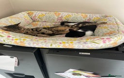Mixed Breed cats for sale: 7 month female black and white cat - Image 7