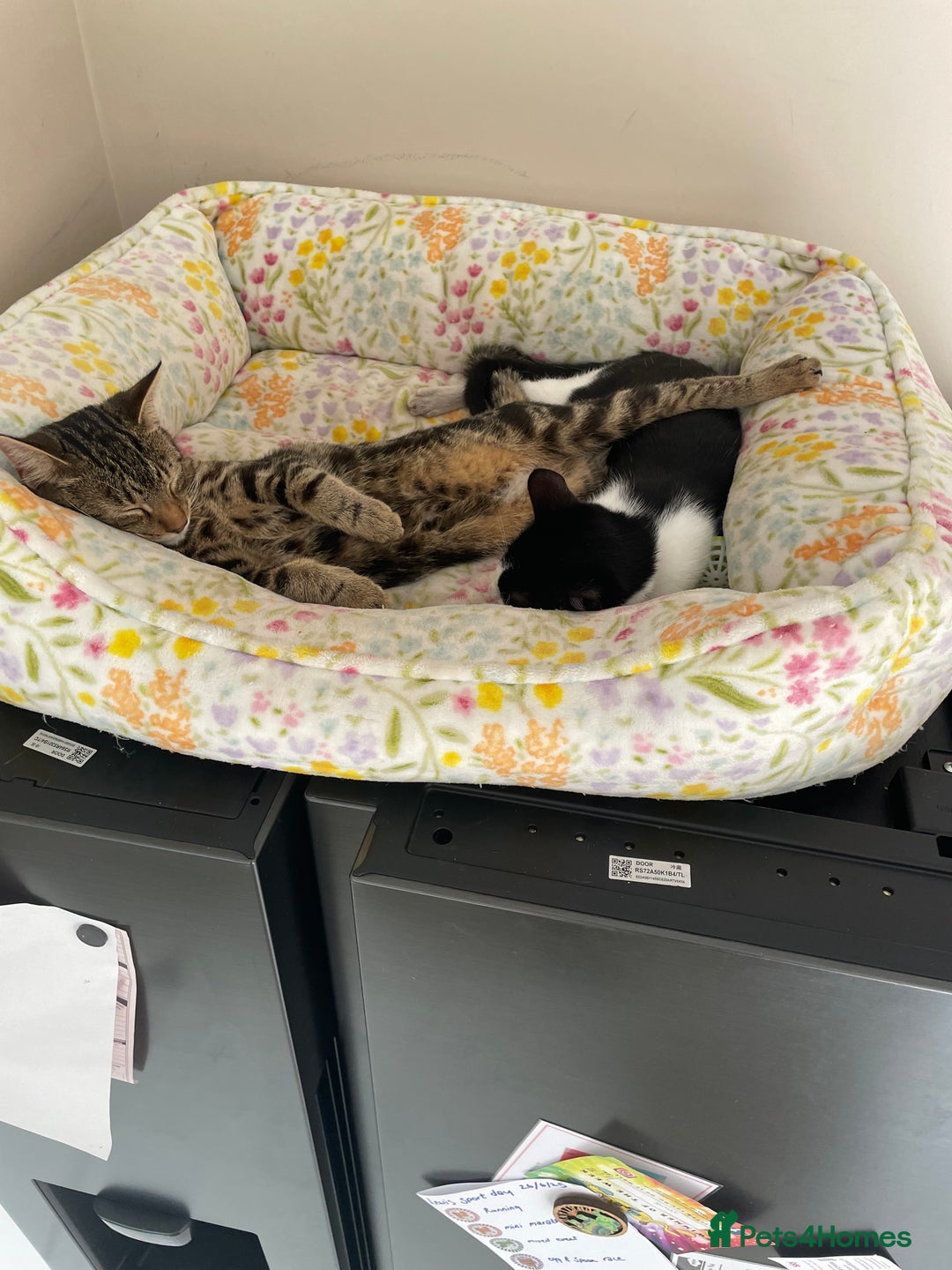 Mixed Breed cats for sale: 7 month female black and white cat - Image 7