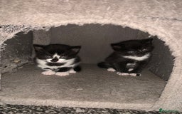 Mixed Breed cats for sale: Female Kittens ready for a new home  - Image 4
