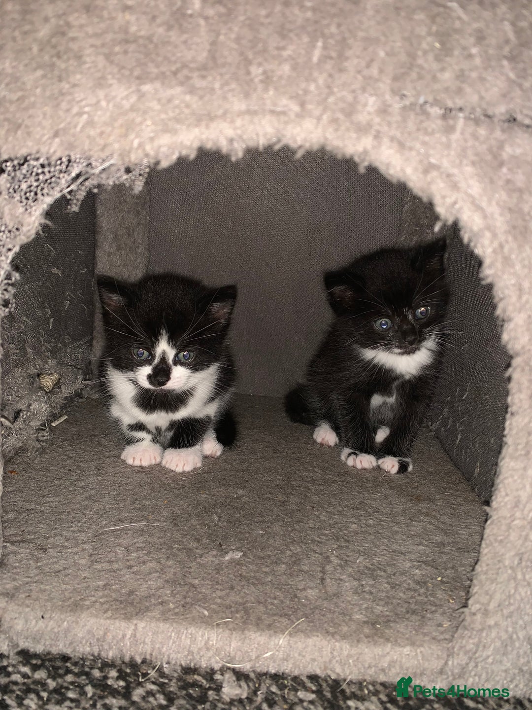 Mixed Breed cats for sale: Female Kittens ready for a new home  - Image 4