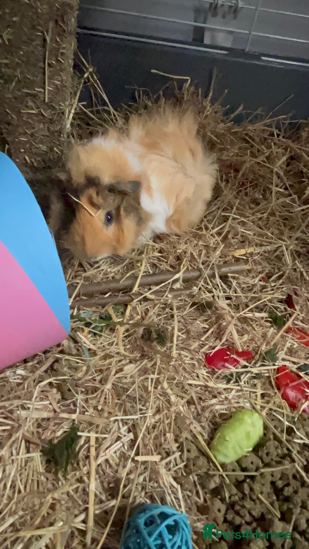 Guinea Pig rodents for sale: 2 Female Guinea Pigs - Image 9