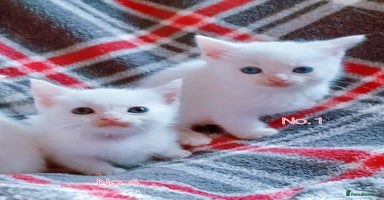 Mixed Breed cats - Advert 4
